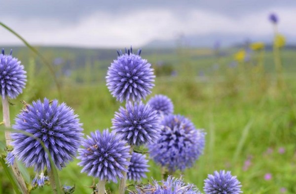 10676354_797630843593158_7671333481951812364_n[1]