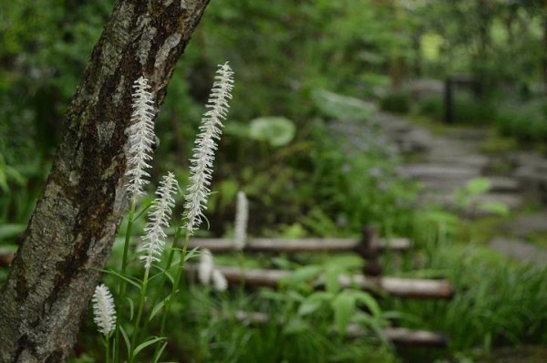 11227031_928210663868508_1175853362335280111_n[1]