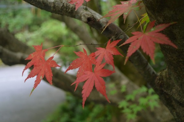 CSC_4977 - コピー