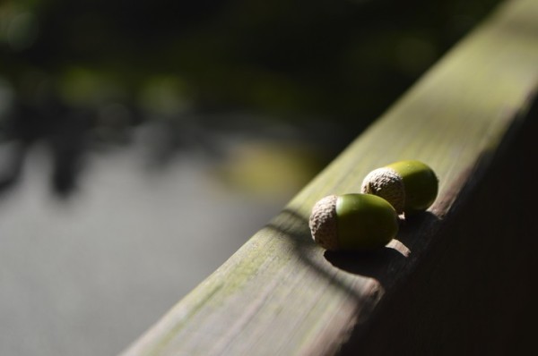 CSC_4990 - コピー