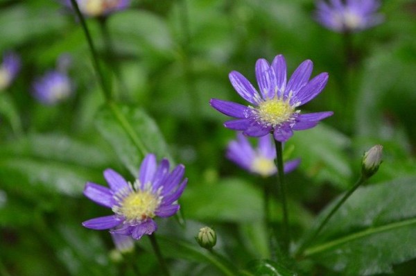 11182107_923244117698496_1165541539685410826_n