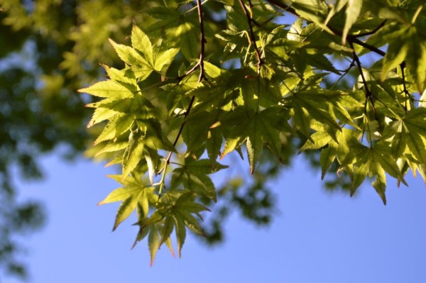 13096300_1124217327601173_5707269321667256197_n