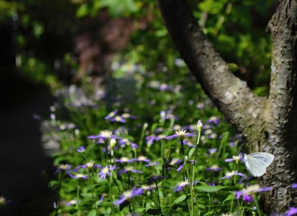 13332845_1134884246534481_216000322113884734_n