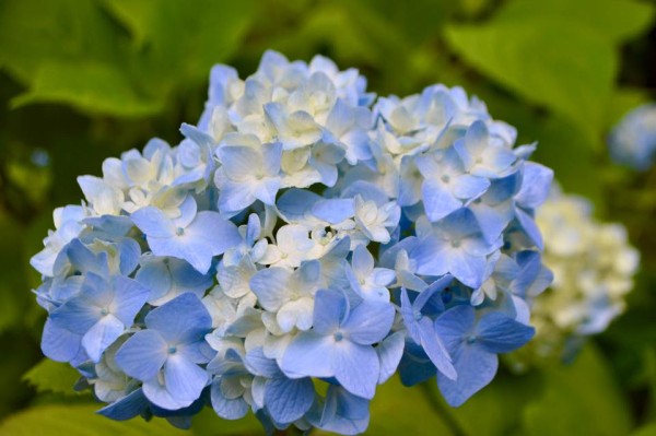 13494796_1146731702016402_7357930155347760491_n