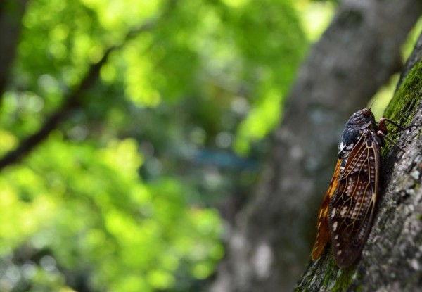 13876126_1171595462863359_4044931248156479627_n