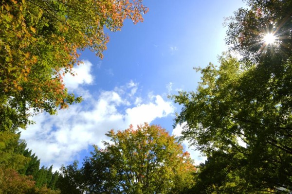 14650286_1251245628231675_5855606605590113473_n