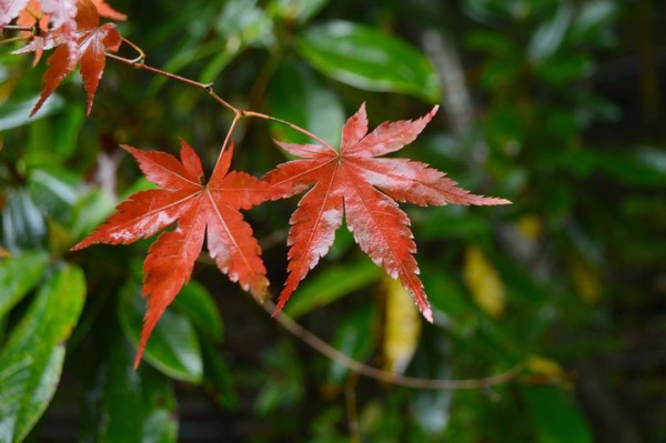 14708106_1244632442226327_3453529678623051164_n