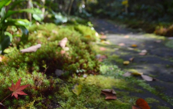 14908259_1251245654898339_1739807861248992246_n