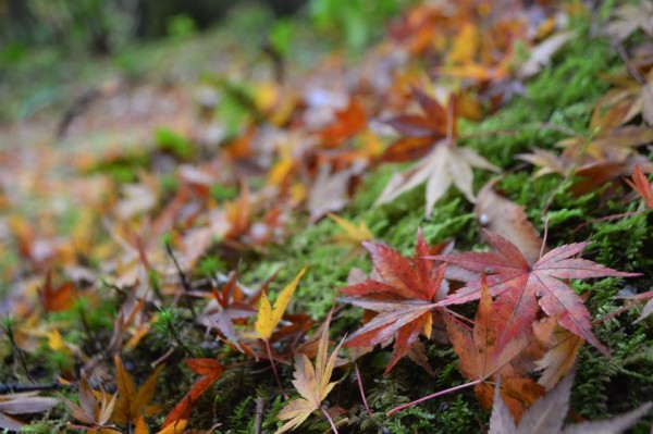 15170896_1273057352717169_2567633235450271852_n